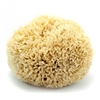 NATURAL SEA SPONGE 4 to 5 inches SEA WOOL ROYAL RYR2008