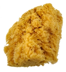 NATURAL SEA SPONGE 5 to 6 inches JUMBO CARIBBEAN ROYAL RYR2094